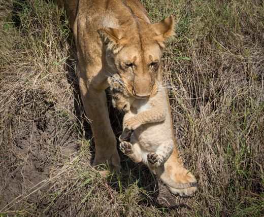 Lioness carrying cub